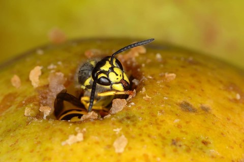 German wasp (Vespula germanica) in a hole of a pear