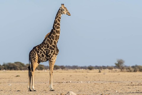 Angolan Giraffe (Giraffa camelopardalis angolensis)