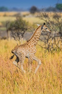 Angolan Giraffe (Giraffa camelopardalis angolensis)