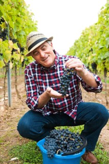 Winemaker or vintner harvesting grapes in his vineyard