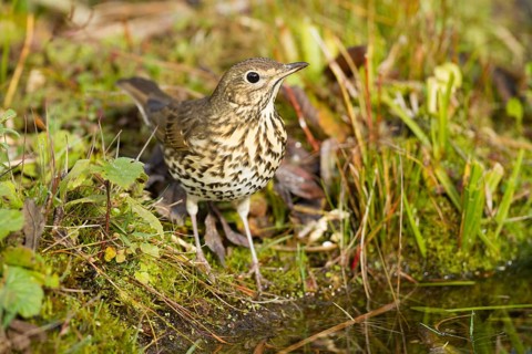 Song Thrush (Turdus philomelos)