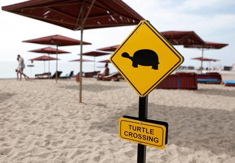 Yellow warning sign 'turtle crossing'