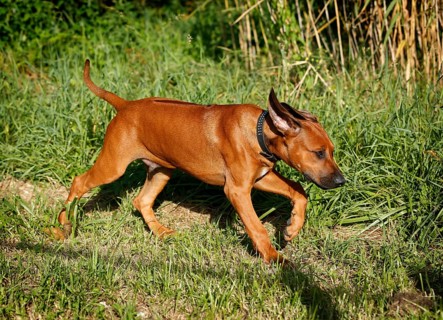 Rhodesian Ridgeback