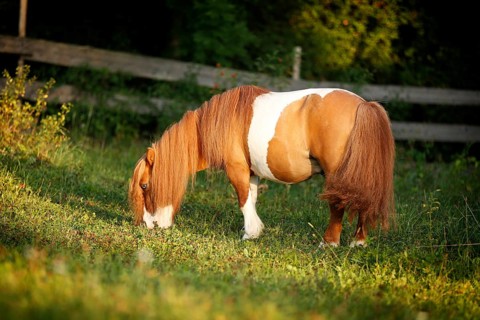 Shetland Pony