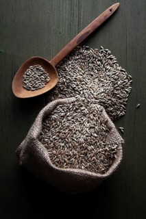 Rye grains in a jute sack with a wooden spoon