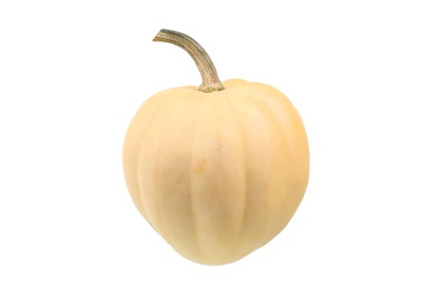 Squash variety