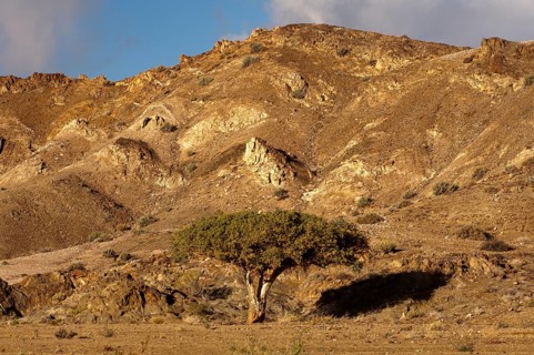 Witgatboom