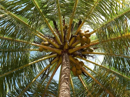Coconut palm (Cocos nucifrea)