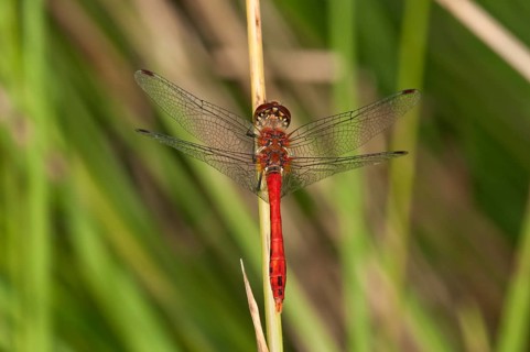 Ruddy Darter (Sympetrum sanguineum)