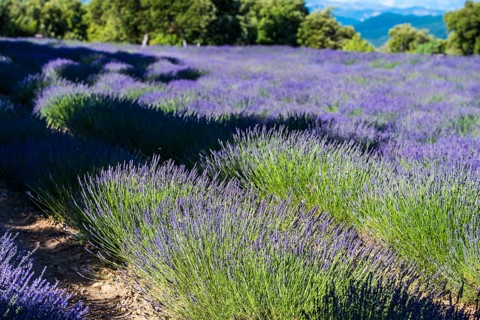 Lavender field