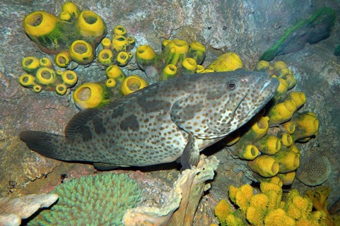 Malabar Grouper or Greasy Grouper (Epinephelus malabaricus)