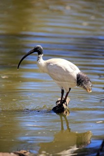 Australian White Ibis (Threskiornis molucca)