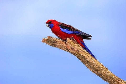 Crimson Rosella (Platycercus elegans) adult on perch