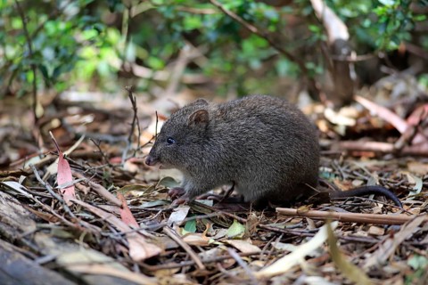 Long-nosed potoroo (Potorous tridactylus) adult