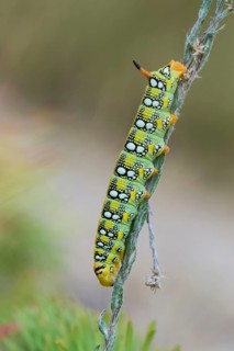 Spurge Hawk-moth (Hyles euphorbiae)