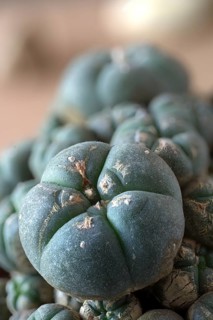 Mescal Buttons