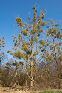 Mistletoe (Viscum album) on Poplar tree (Populus spec.)