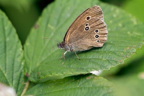 Ringlet butterfly (Aphantopus hyperantus)