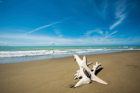 Driftwood