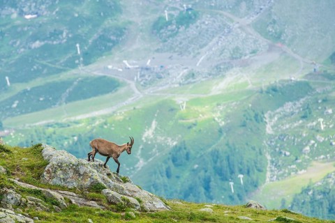 Alpine Ibex (Capra ibex) on the edge of a cliff