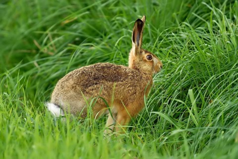 Young European hare (Lepus europaeus)