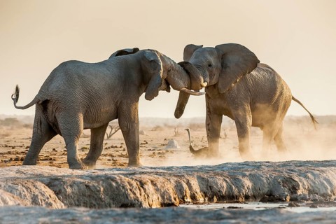 African elephants (Loxodonta africana) fighting at a waterhole