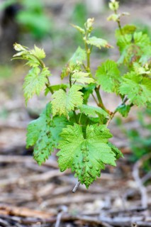 Eriophyes vitis (Colomerus vitis) on infected leaves of a vine