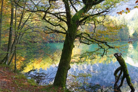 European Beeches (Fagus sylvatica) on lake Hinterer Langbathsee in autumn