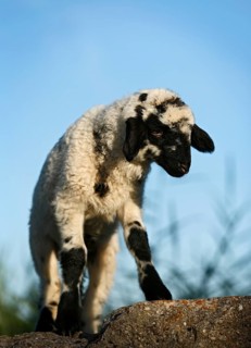 Black and white lamb standing on a rock