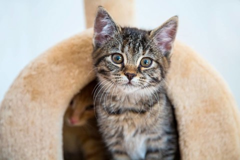 Young tabby domestic cats
