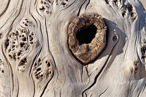 Dead tree trunk