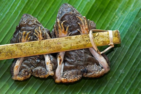 Two grilled frogs tied to a bamboo stick served on a banana leaf