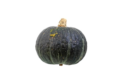 Squash variety