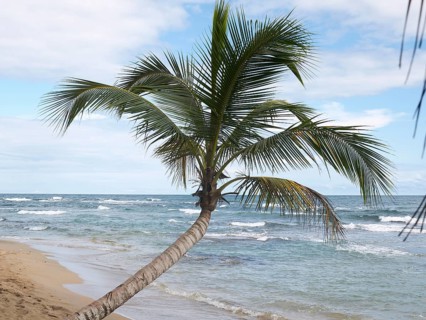 Palm (Arecaceae) on the beach of Punta Uva