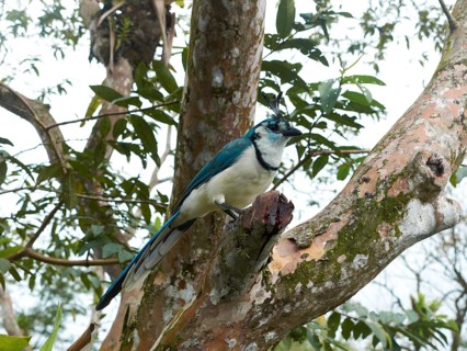 White-throated Magpie-Jay (Calocitta formosa)