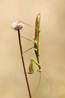 European mantis (Mantis religiosa)