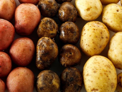 Mixed fresh potatoes