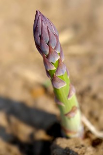 English asparagus growing in the field