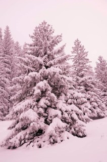 Snow-covered spruce trees (Picea abies)