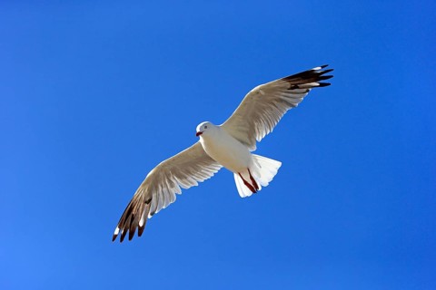 Silver Gull (Larus novaehollandiae)