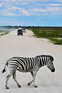 Plains Zebra (Equus quagga) crossing road
