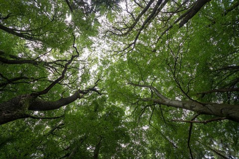 Light streaming through the canopy of a mixed Beech forest (Fagus sylvatica)