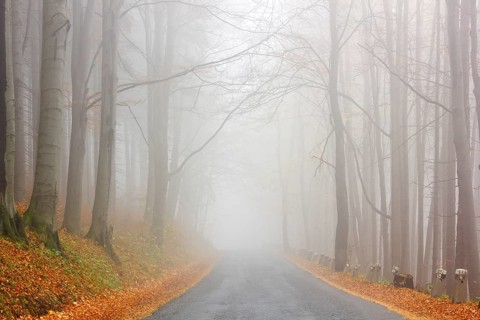 Road in the autumn beech forest