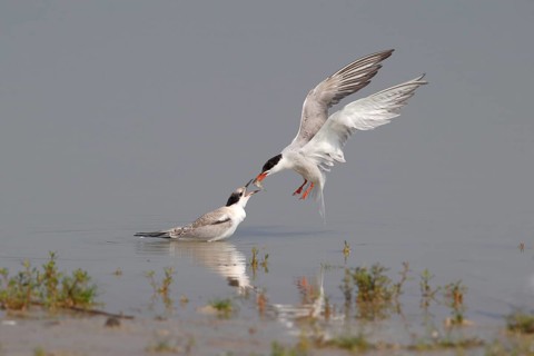 Common Tern (Sterna hirundo)