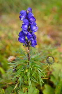 Monkshood (Aconitum napellus)