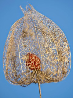 Weathered Bladder cherry (Physalis alkekengi) against a blue background