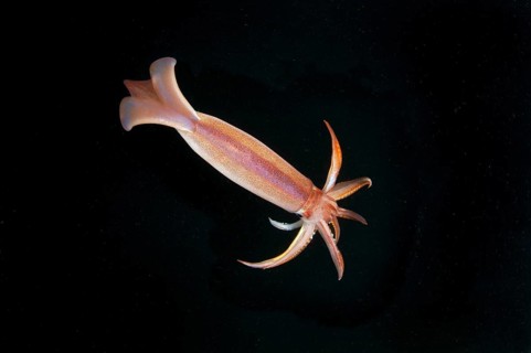 Japanese common squid or Japanese flying squid (Todarodes pacificus)