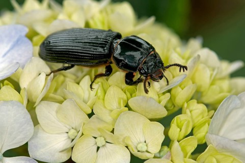 Bessbug (Passalidae)