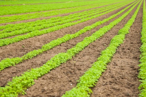 Carrot field