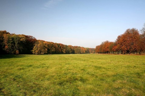 Meadow